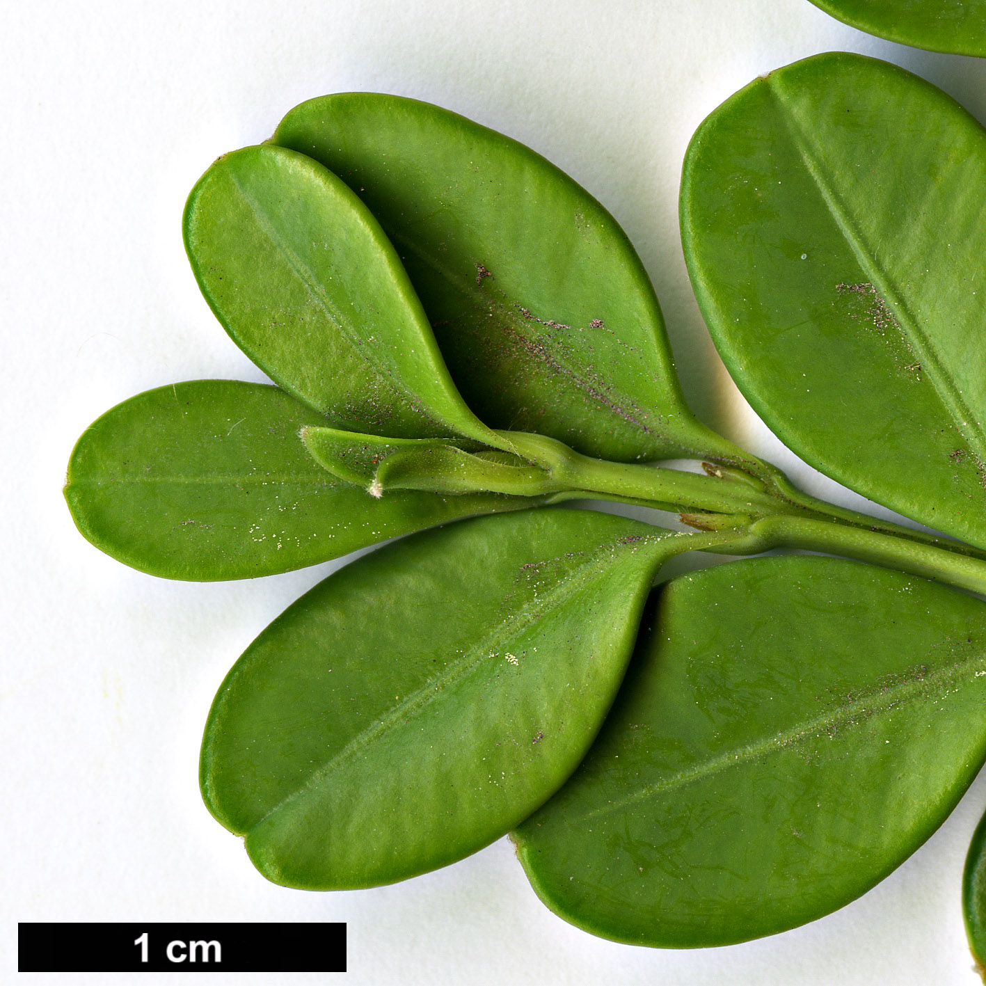 High resolution image: Family: Buxaceae - Genus: Buxus - Taxon: microphylla - SpeciesSub: var. japonica 'Trompenburg' 